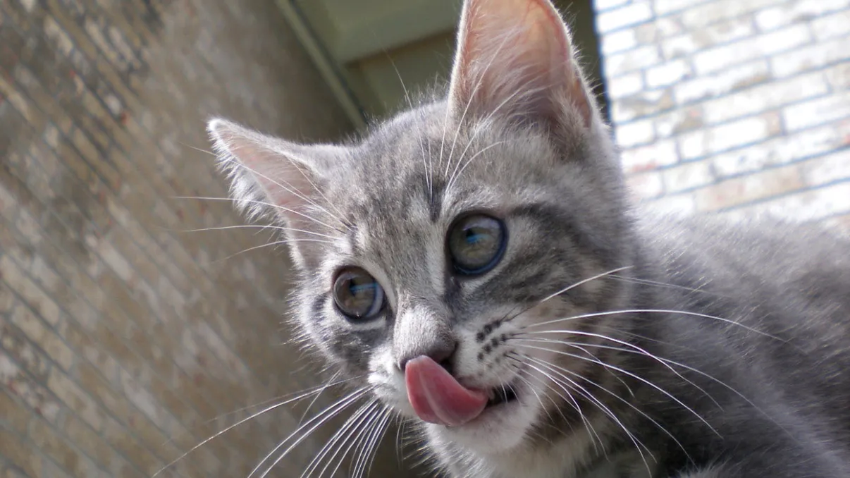 De ce au făcut americanii experimente de canibalism pe pisici