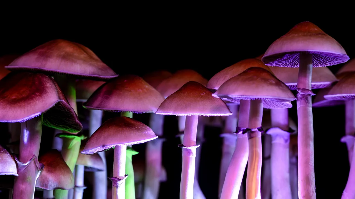 Orașul care dă liber la ciuperci halucinogene