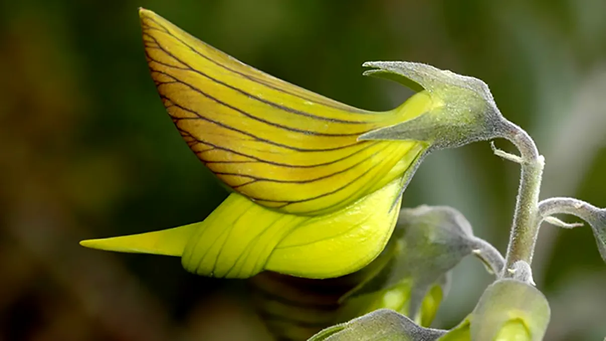 Floarea devenită viral pe internet: de ce arată ca un colibri