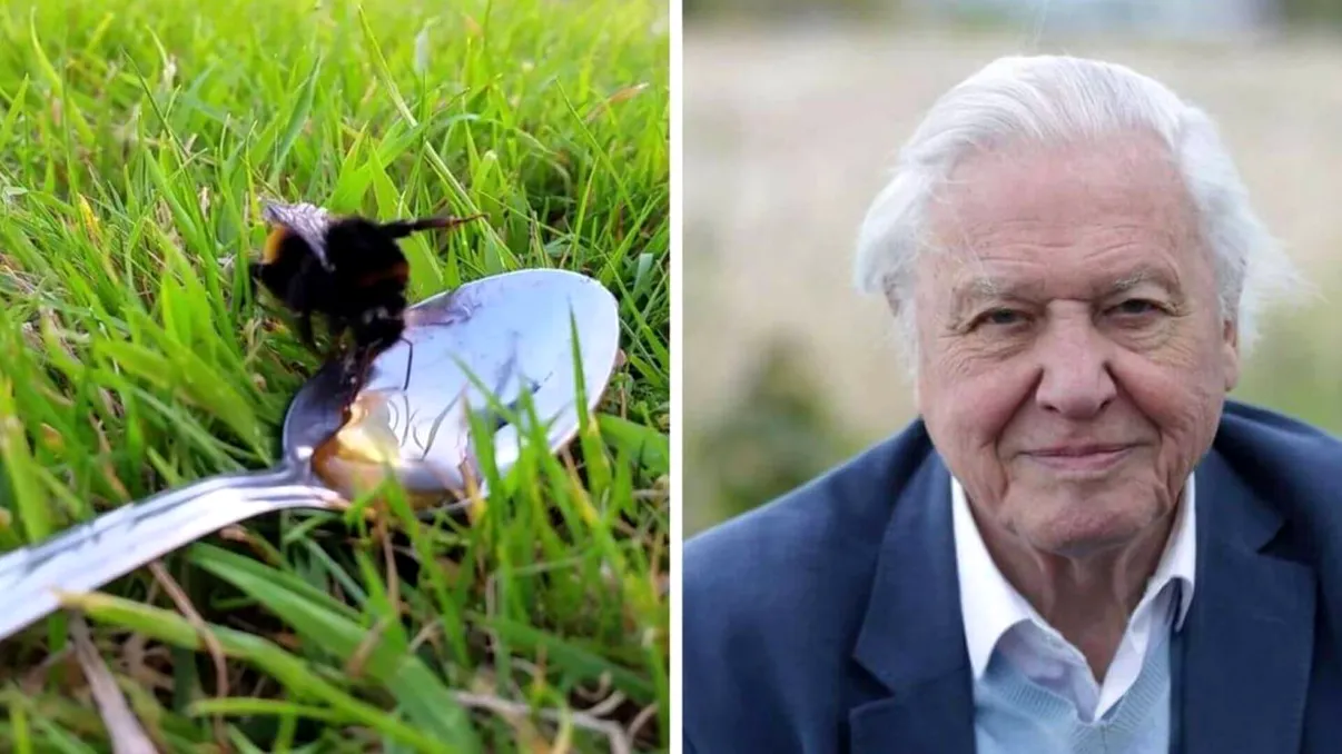Cum salvezi albinele de la extincție: soluția simplă, propusă de David Attenborough