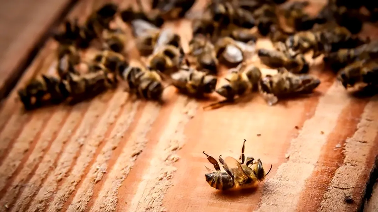 La fel ca dinozaurii: cât de repede dispar insectele și ce înseamnă pentru omenire