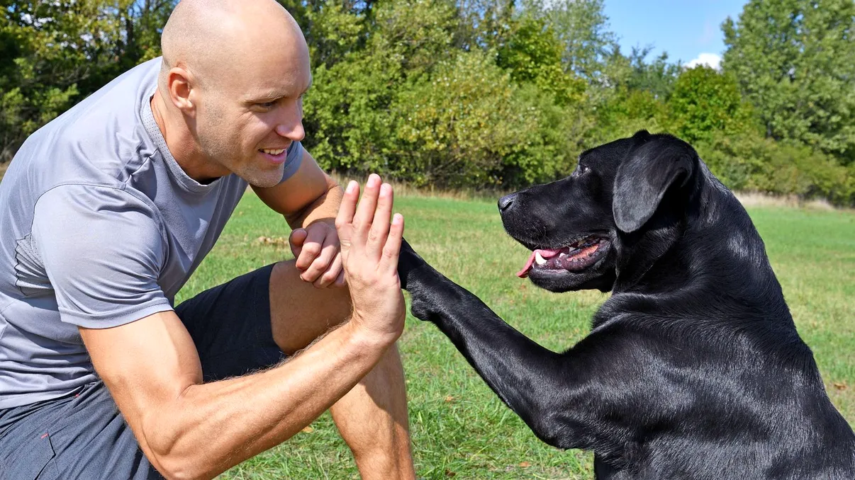 Cercetătorii au descoperit de ce sunt câinii atât de prietenoși