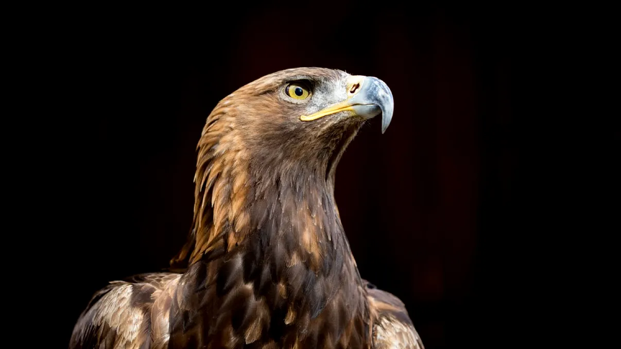 Cele mai surprinzătoare lucruri, pe care nu le știai, despre pasărea din stema României