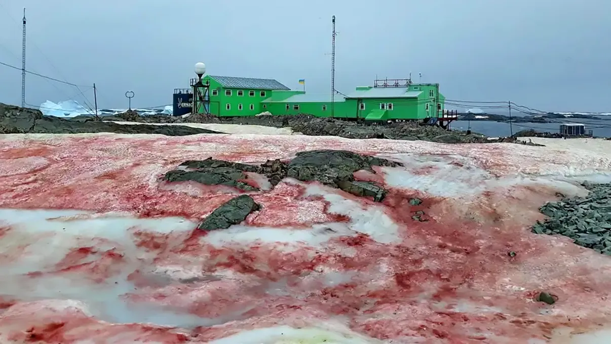 Scene apocaliptice în Antarctica: zăpada roșie este un semn mai îngrijorător decât pare