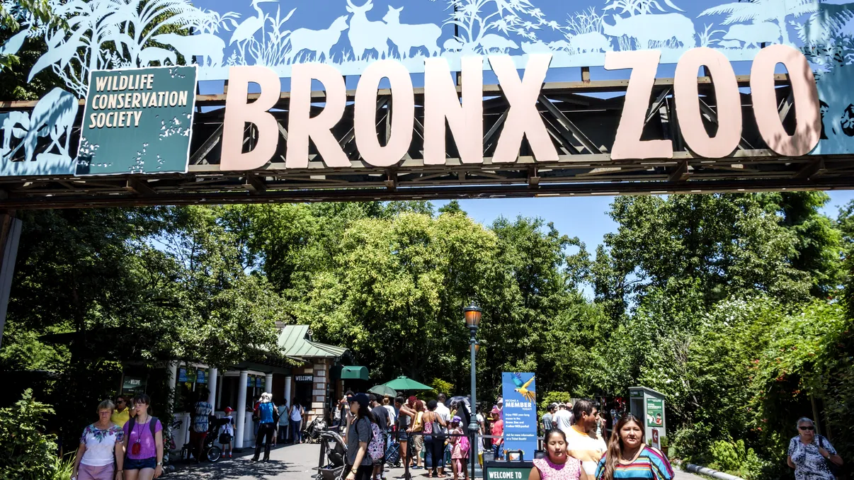 Primul caz la animale, o felină. Nu se credea că este posibil: cine a fost infectat