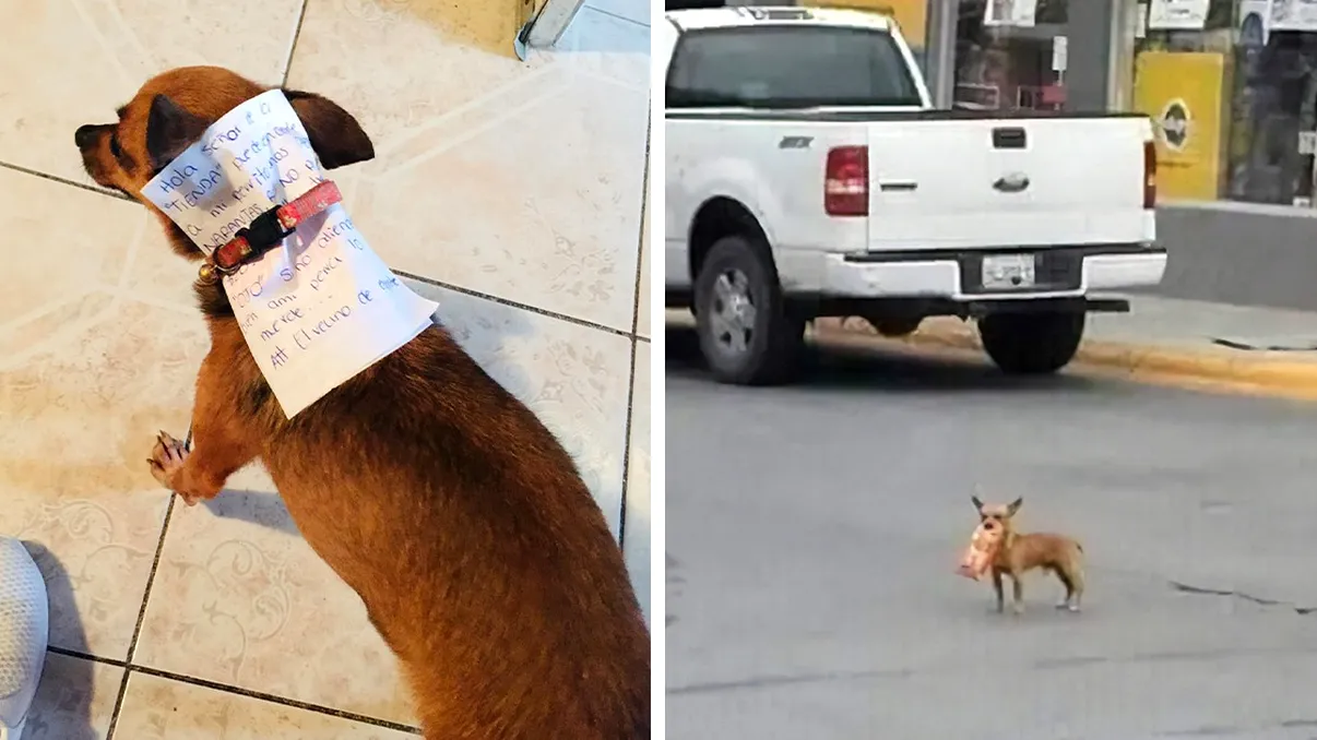 Și-a trimis câinele la cumpărături cât stă în carantină: cum și-a îndeplinit ”misiunea”