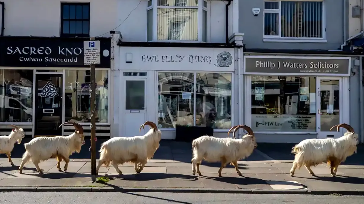 Caprele sălbatice ”au cucerit” orașele pustii: fenomenul ciudat din timpul pandemiei