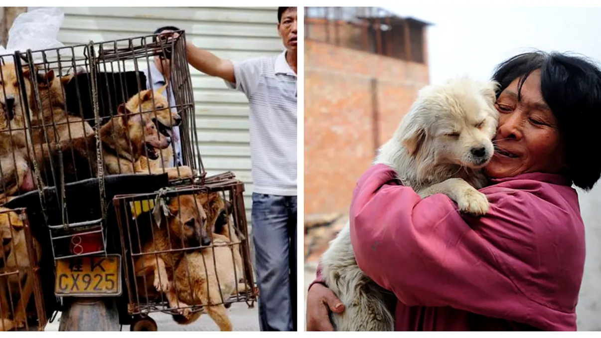 Viața câinilor din China nu va mai fi la fel: ce spune o nouă lege adoptată la Beijing