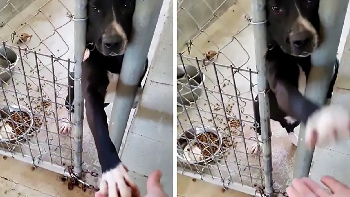 Câinele abandonat, devenit viral: la adăpost, bătea ”palma” cu orice vizitator