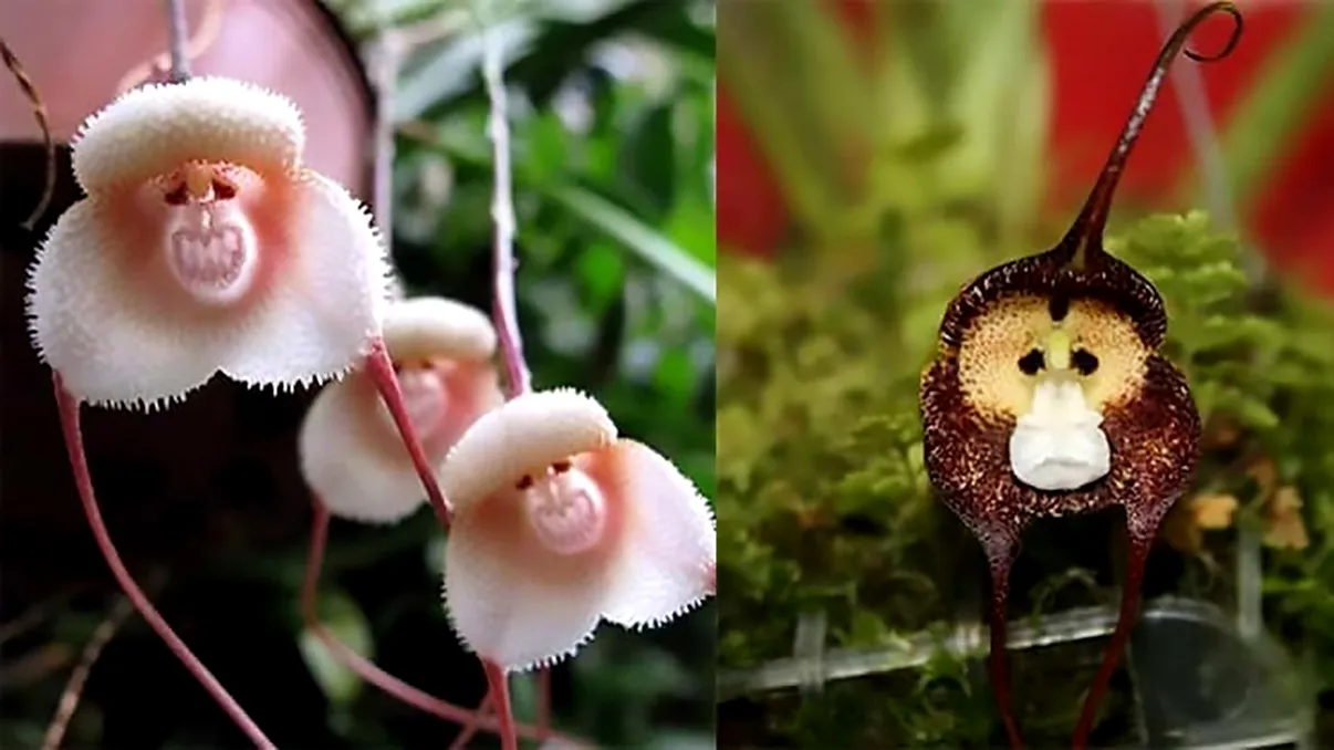 Ai crede că sunt maimuțe, dar sunt orhidee: unde găsești florile fantastice