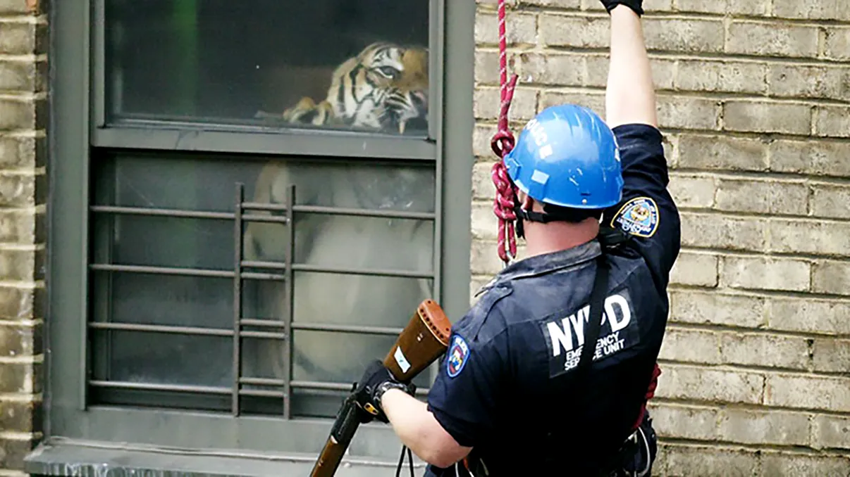 Tigrul de apartament, cea mai inconștientă investiție: cum a devenit viral