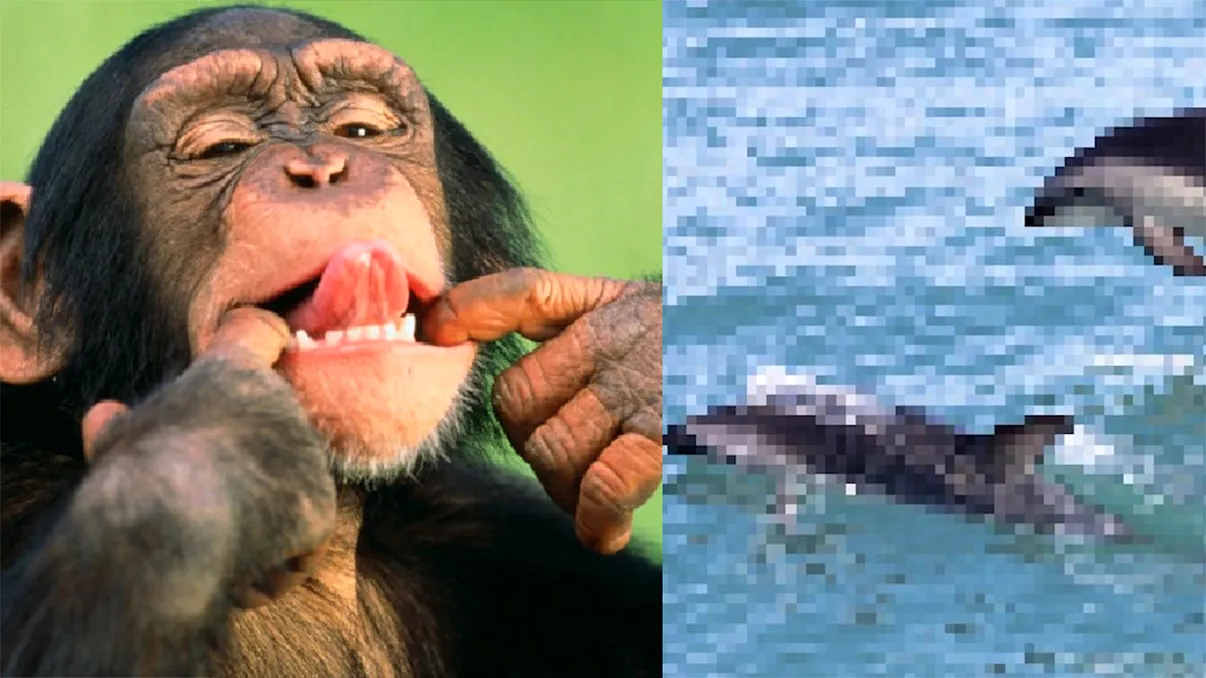 Un pixel, un animal. Proiectul care arată situația tristă a speciilor pe cale de dispariție