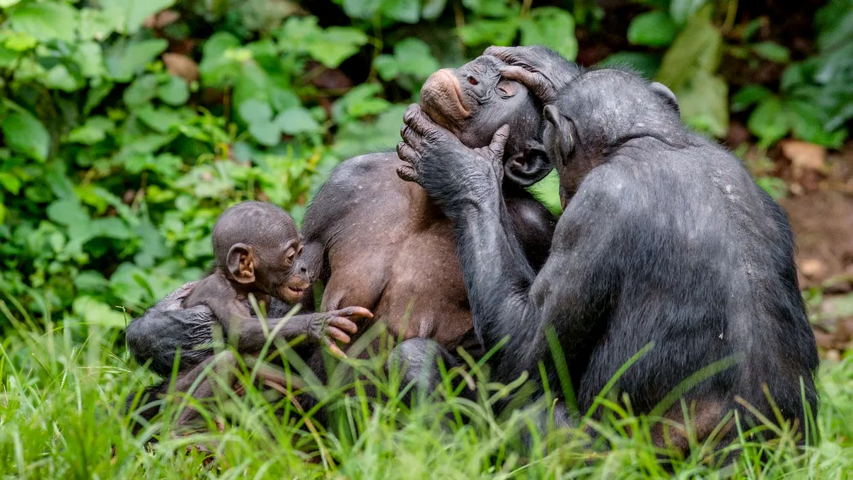 Speciile de animale care se pot infecta cu virusul