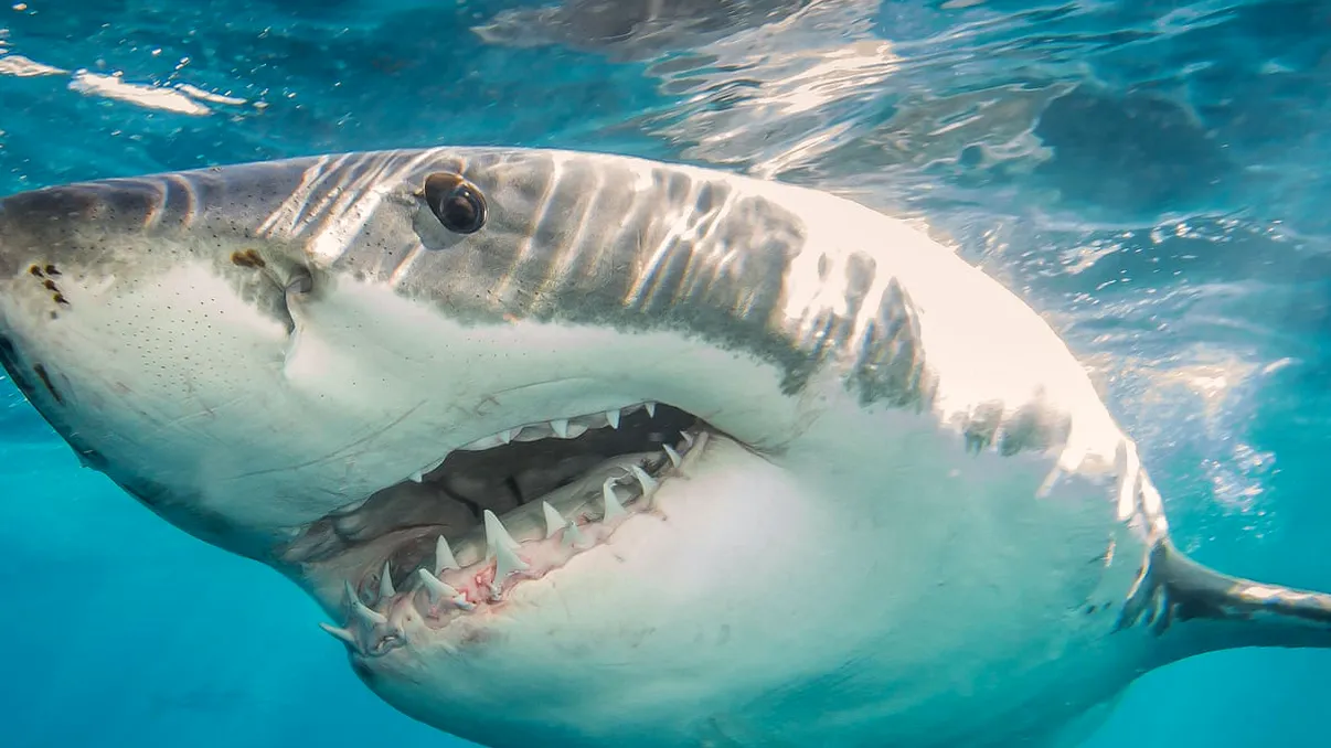 Cum au aflat cercetătorii că rechinii nu sunt atât de periculoși pe cât se credea