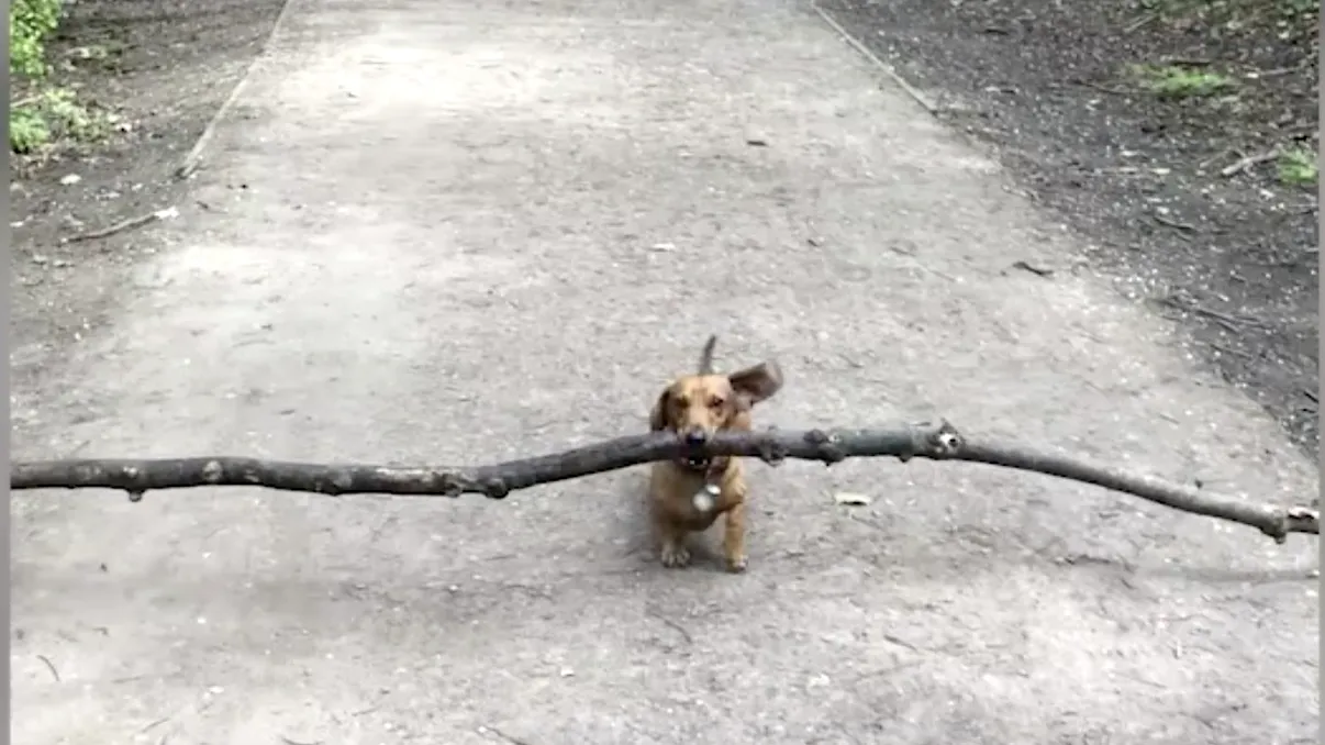 Câinele care îți dă o lecție de distanțare socială: de ce face acest efort teribil