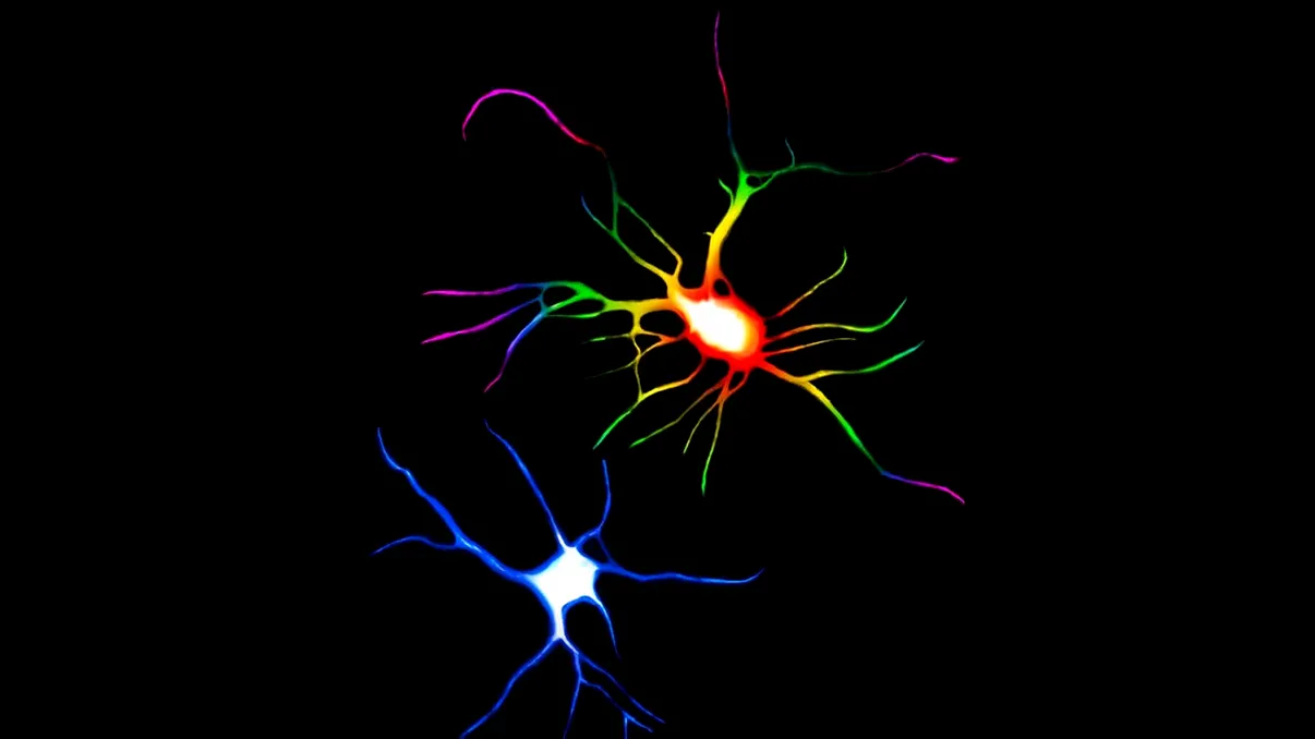 Roboți mici, controlați magnetic, fac celulele nervoase să dezvolte conexiuni