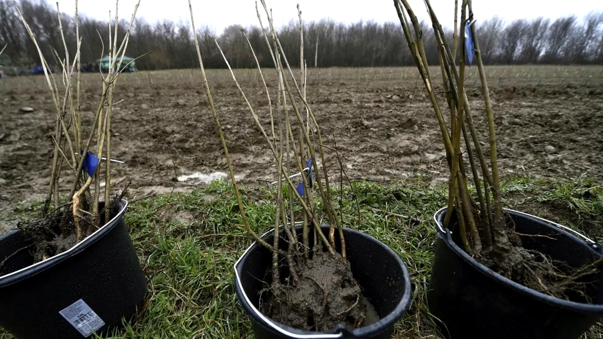 “O pădure cât o țară”: cum vor fi plantați 17 milioane de puieți în România