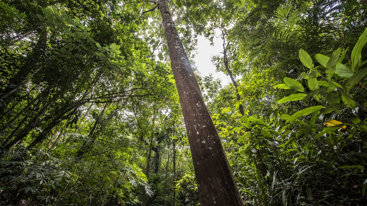 Tehnica bizară prin care pot fi găsite persoane decedate în păduri