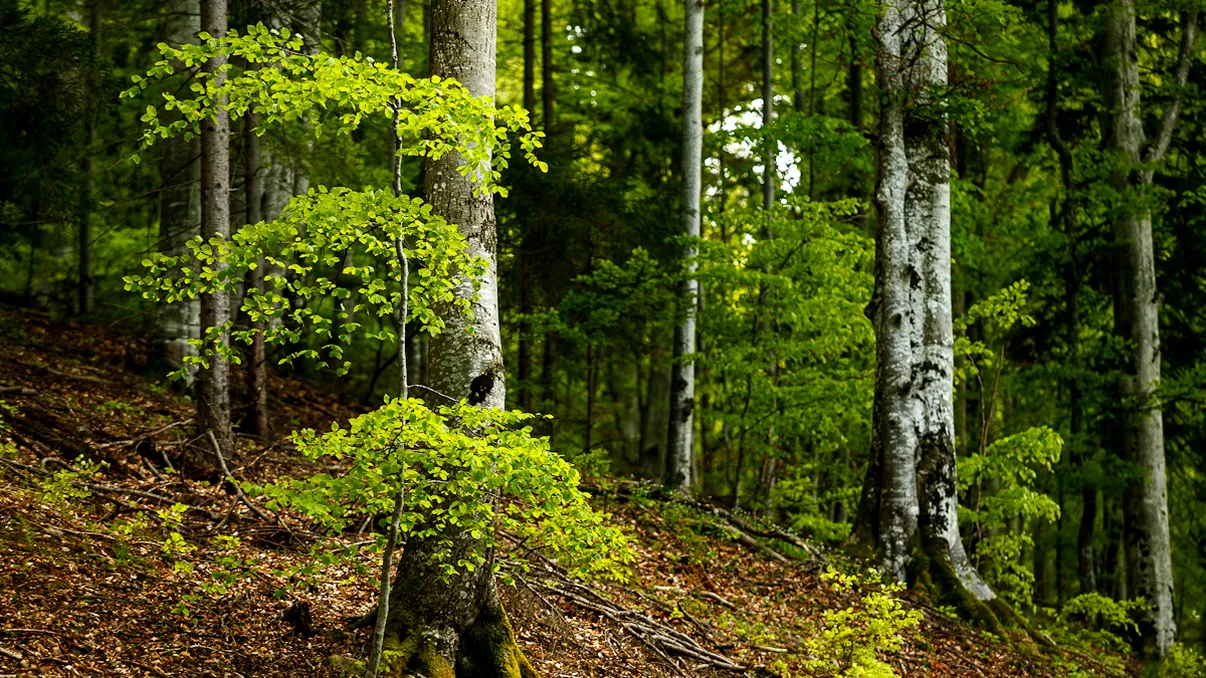 Proiectul Ministerului Mediului prin care vrea să crezi că ia în serios pădurile României