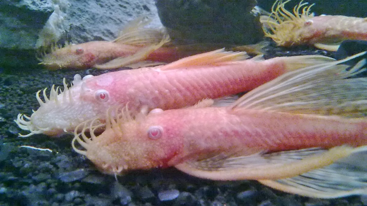 Cel puțin 11 specii de pești ar putea 