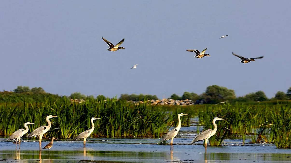 Rezervația Delta Dunării devine trilaterală: UNESCO și-a dat acordul