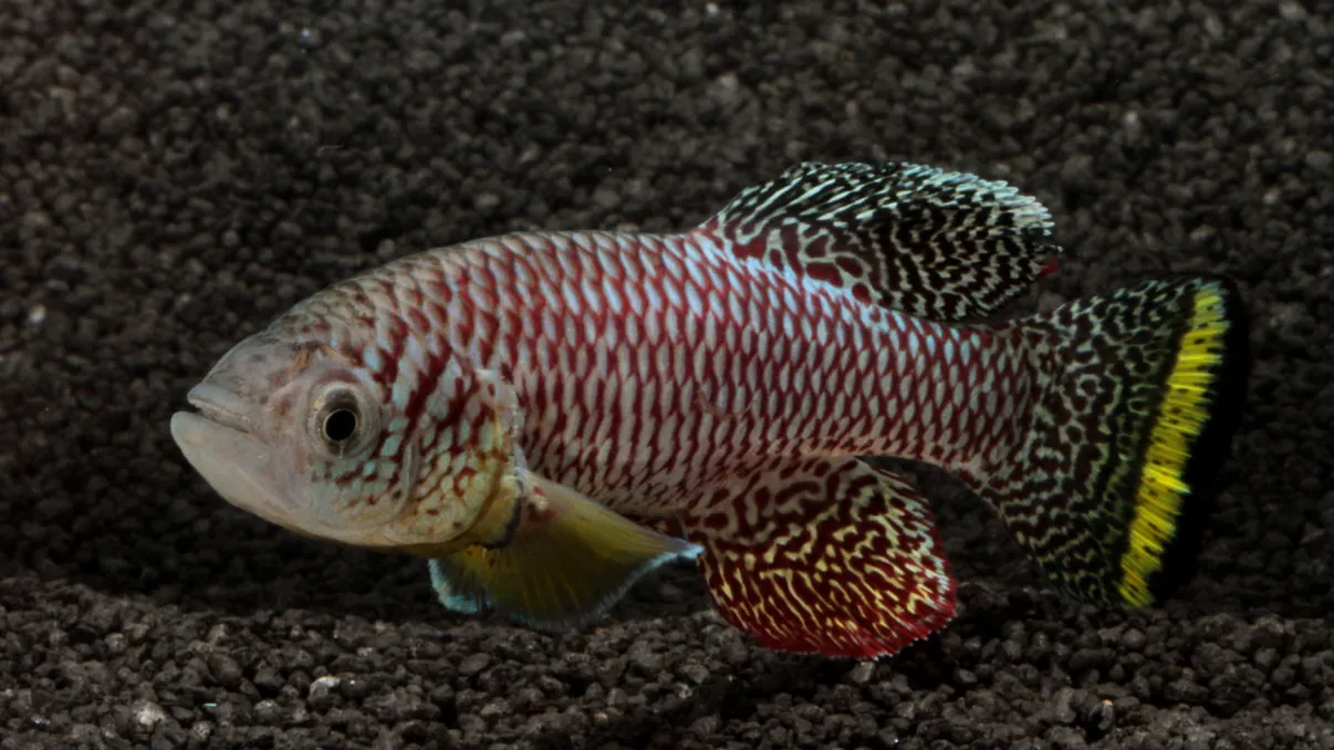 De ce unele animale au puterea de a se regenera, așa cum vor cercetătorii să poată face și oamenii