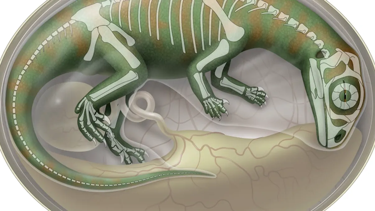 Au reconstruit cranii din embrioni de dinozauri vechi de 200 de milioane de ani în detalii 3D uimitoare