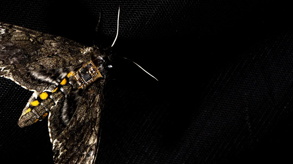 Cum sunt folosite moliile-dronă ca să cerceteze ce se întâmplă pe Pământ