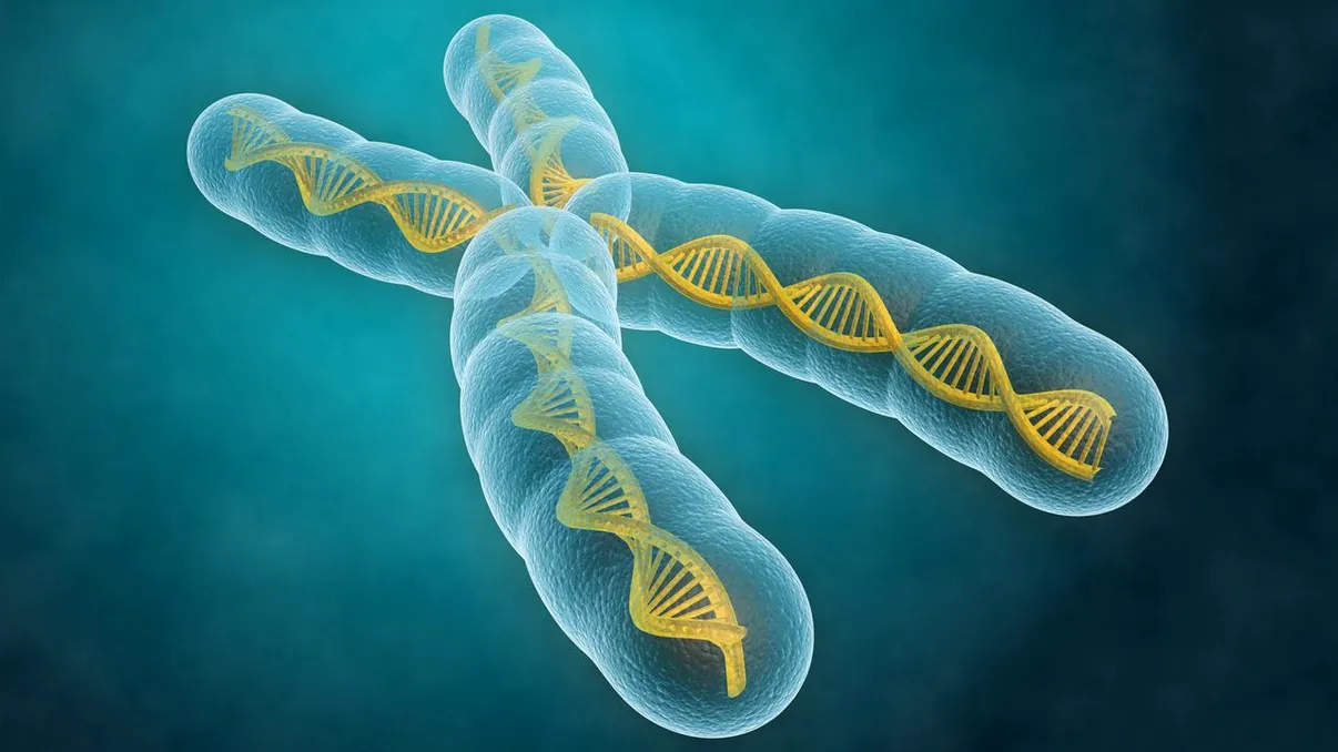 Cromozomii nu arată așa cum știm noi, iar imagistica 3D ține să dovedească asta