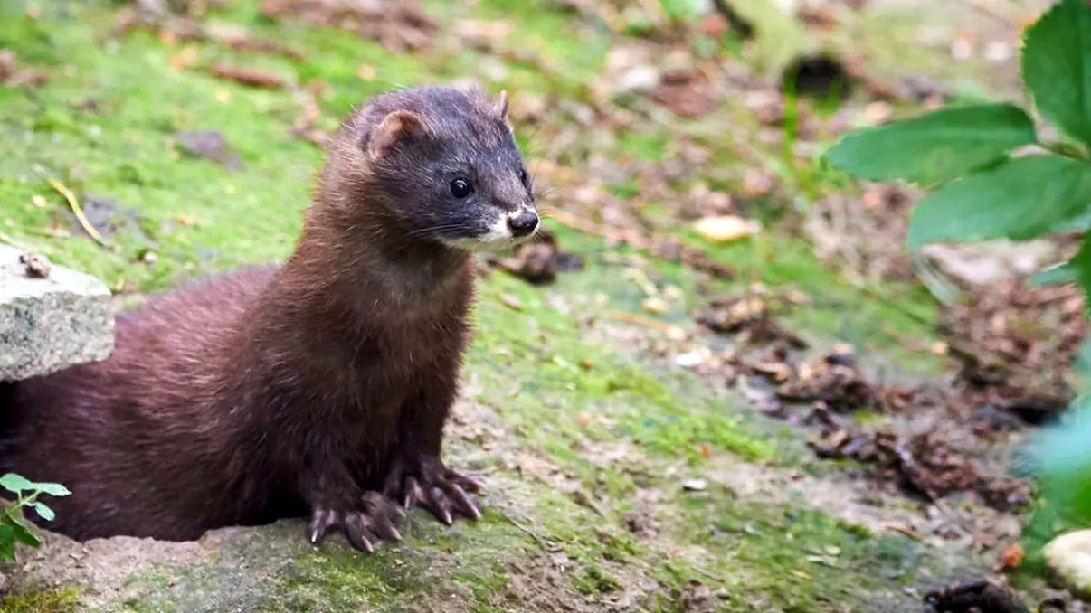 Decizie radicală pentru binele viitorul vaccin anti-Covid-19: de ce vor fi ucise milioane de animale