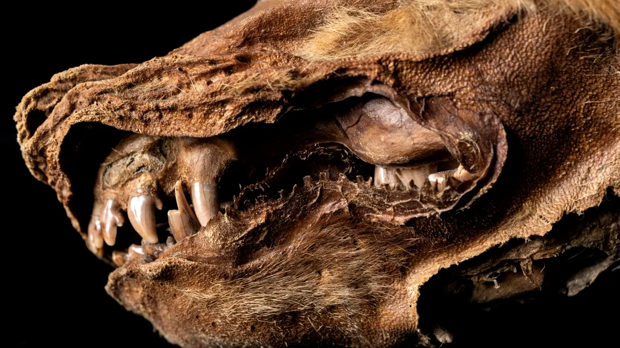 Descoperire remarcabilă: un pui de lup mumificat acum 57.000 de ani a fost dezgropat din gheață