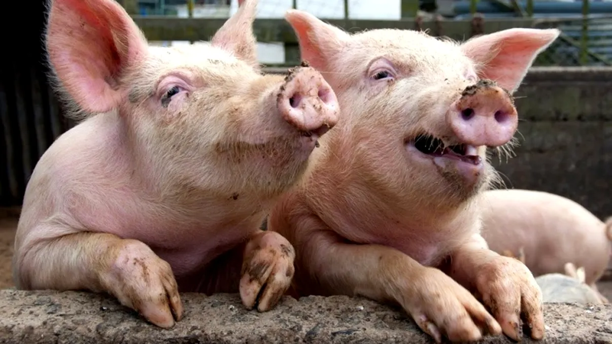 Moment istoric în alimentația oamenilor: primii porci modificați genetic