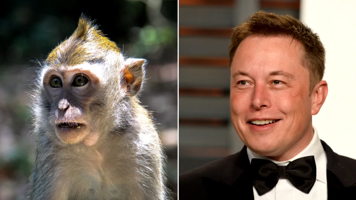 Elon Musk a explicat de ce această maimuță are un implant Neuralink în creier