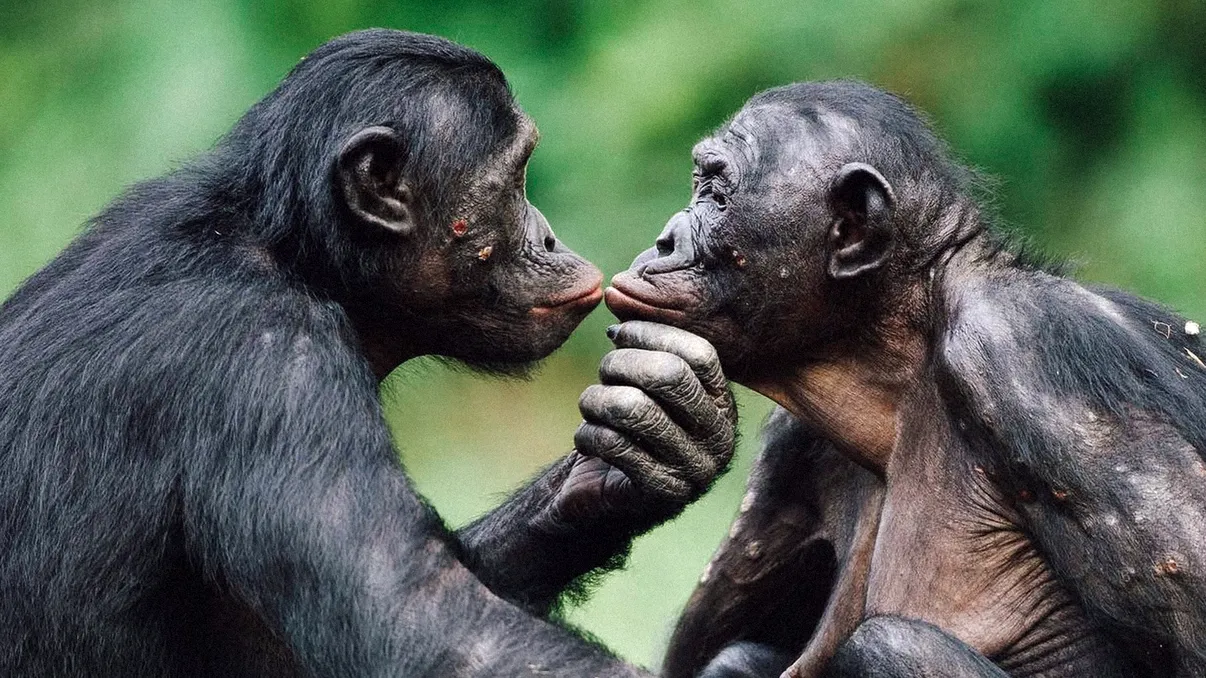 Incestul nu e ceva anormal în lumea animalelor. Ce beneficii are acest tip de relaționare