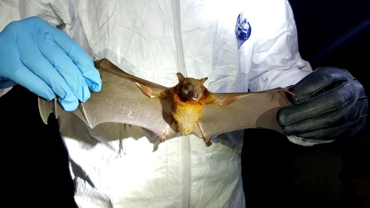 Liliecii din laboratoarele din Wuhan creează noi scenarii pentru sursa Covid-19