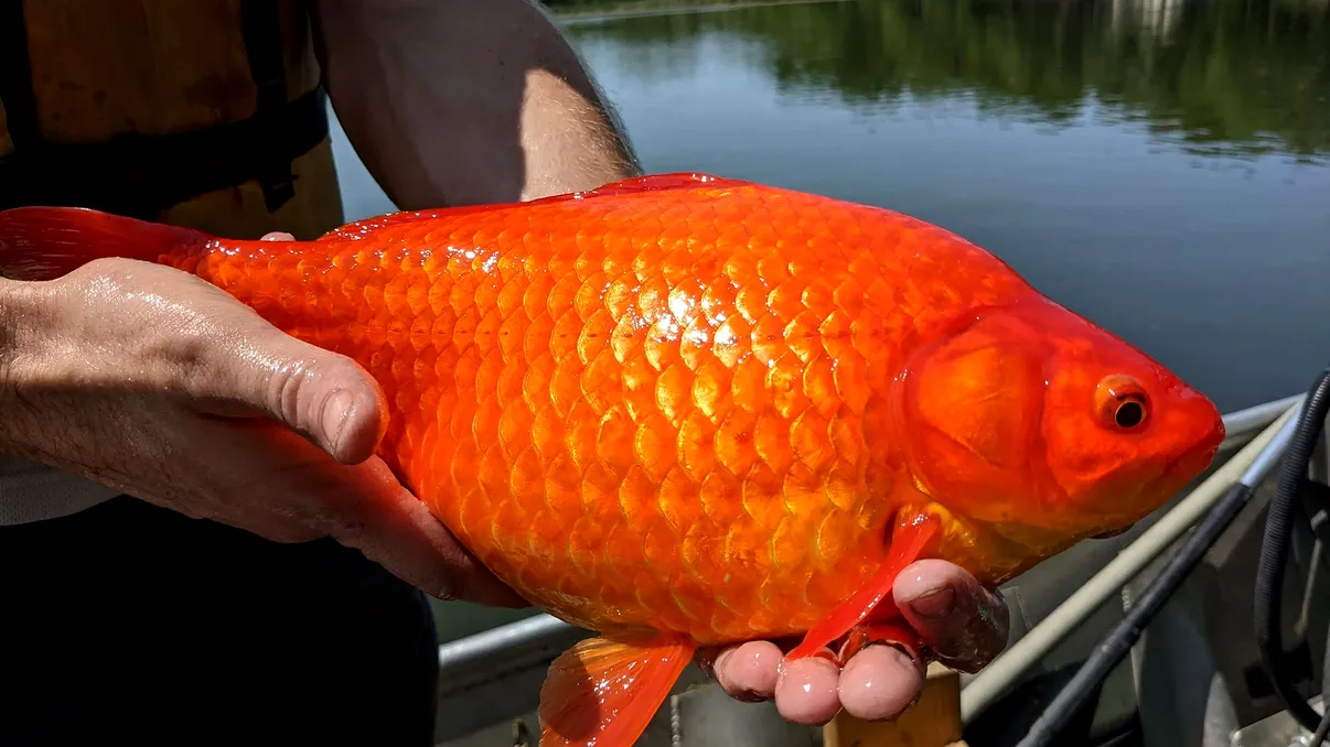 Peștii aurii gigantici, o problemă gravă: gestul inconștient al oamenilor care a dus la dezastru