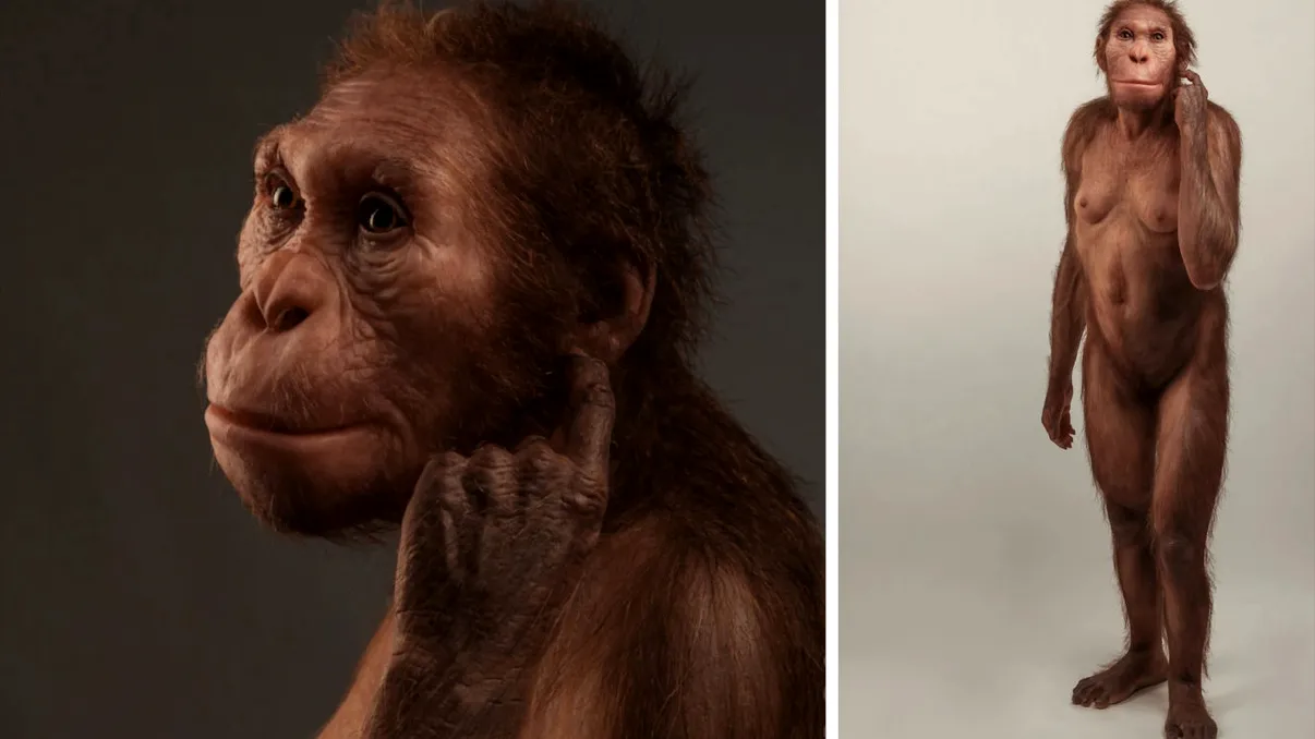 O rudă străveche a omului, care a trăit în Africa de Sud acum două milioane de ani, mergea ca un om, dar se cățăra ca o maimuță