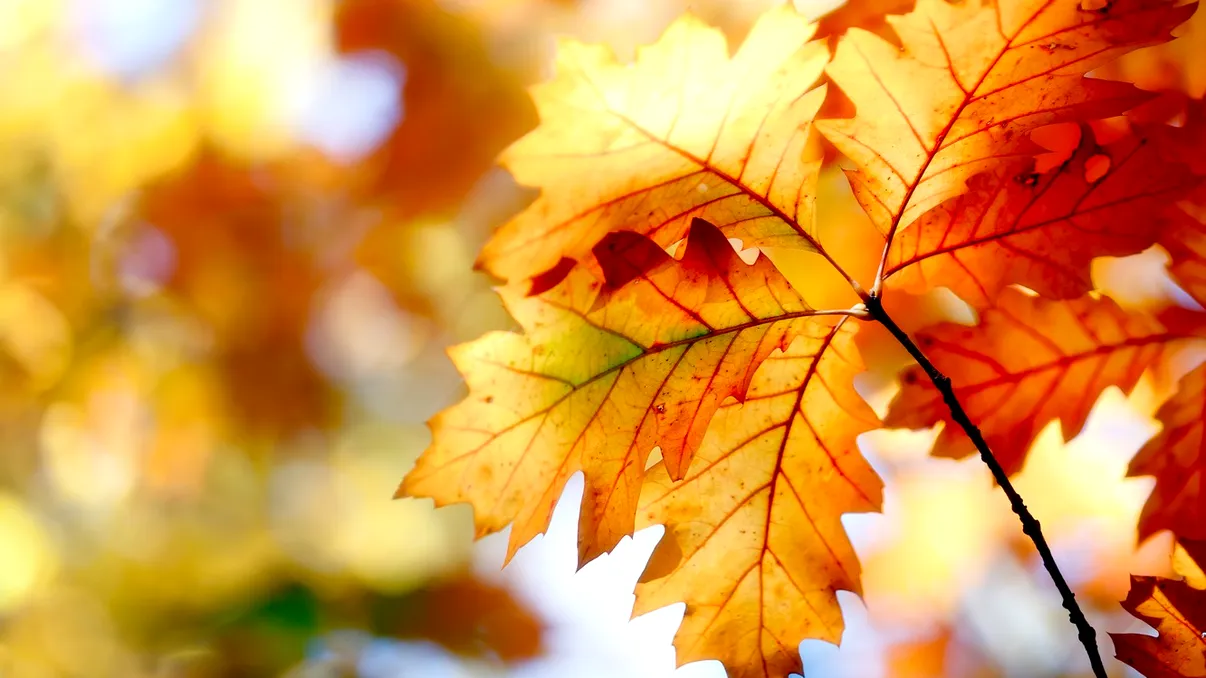 Schimbările climatice afectează frumusețea naturii: culorile toamnei nu mai sunt ca odihnioară