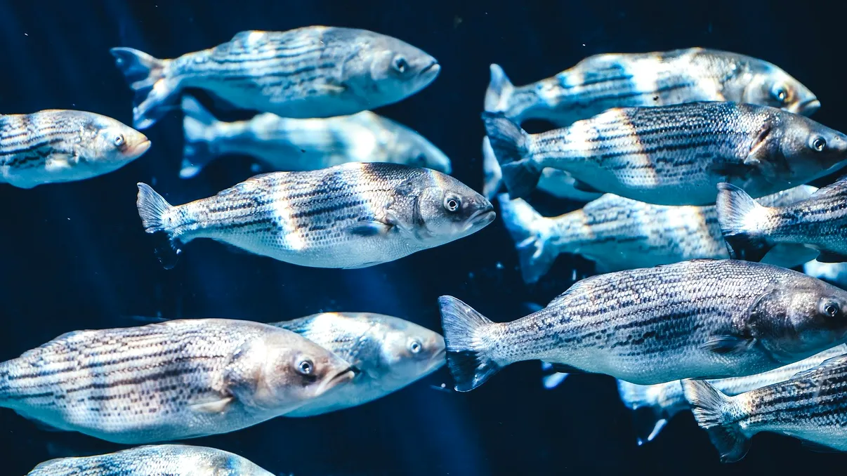 Cercetătorii chinezi se joacă cu natura și „reinventează” peștii: modificarea genetică care ar putea schimba industria piscicolă