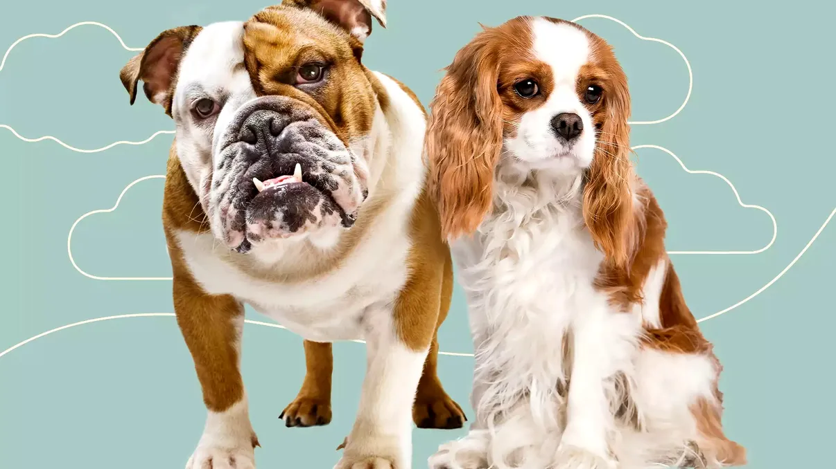 Această țară a dat o lege radicală: ce se întâmplă cu câinii