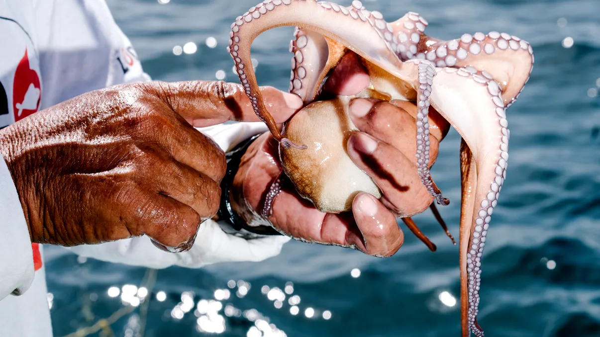 O fermă de caracatițe, ce va fi inaugurată în 2023, stârnește revolta activiștilor pentru drepturile animalelor: ce au reproșat aceștia