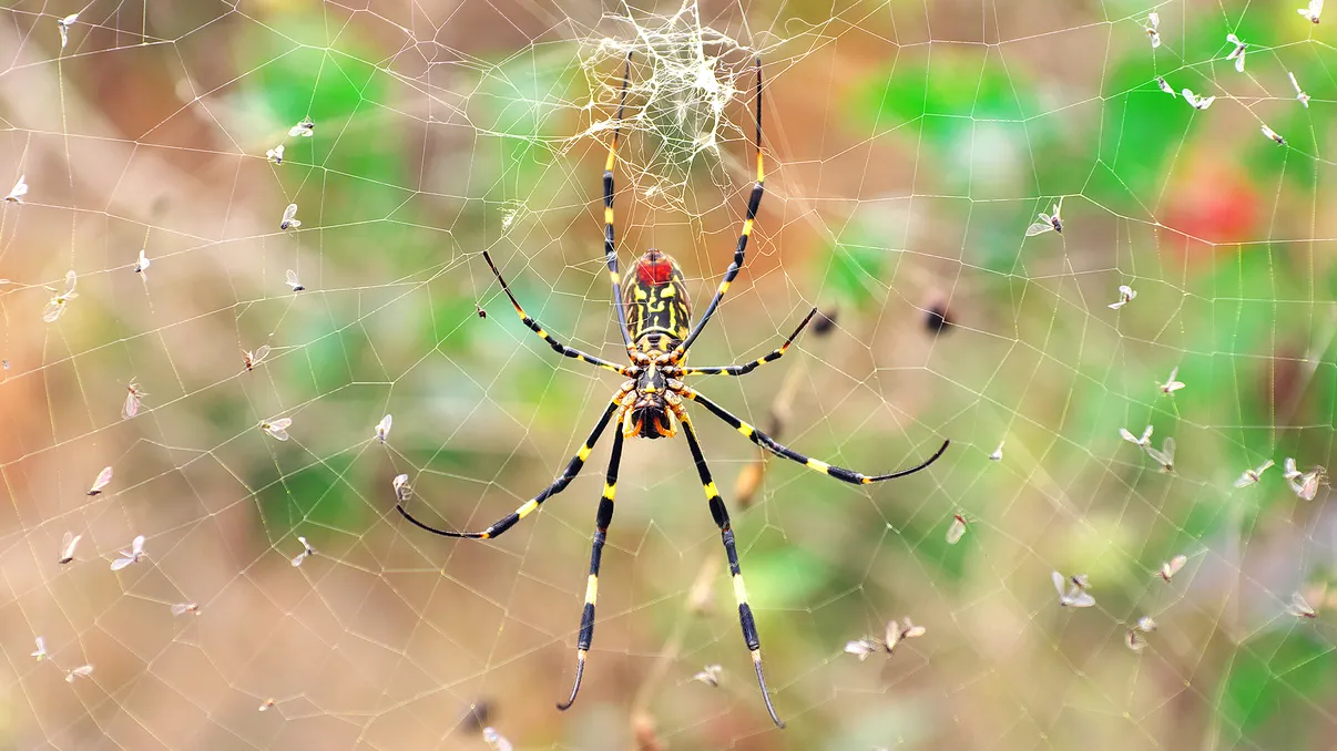 Legătura dintre păianjeni și câmpurile electrice: ce spun cercetătorii