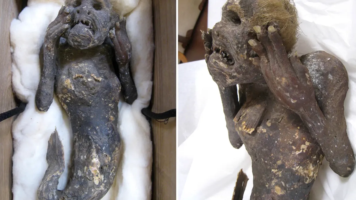 Misterul mumiei sirenă, de 300 de ani, deslușit: ce au spus oamenii de știință