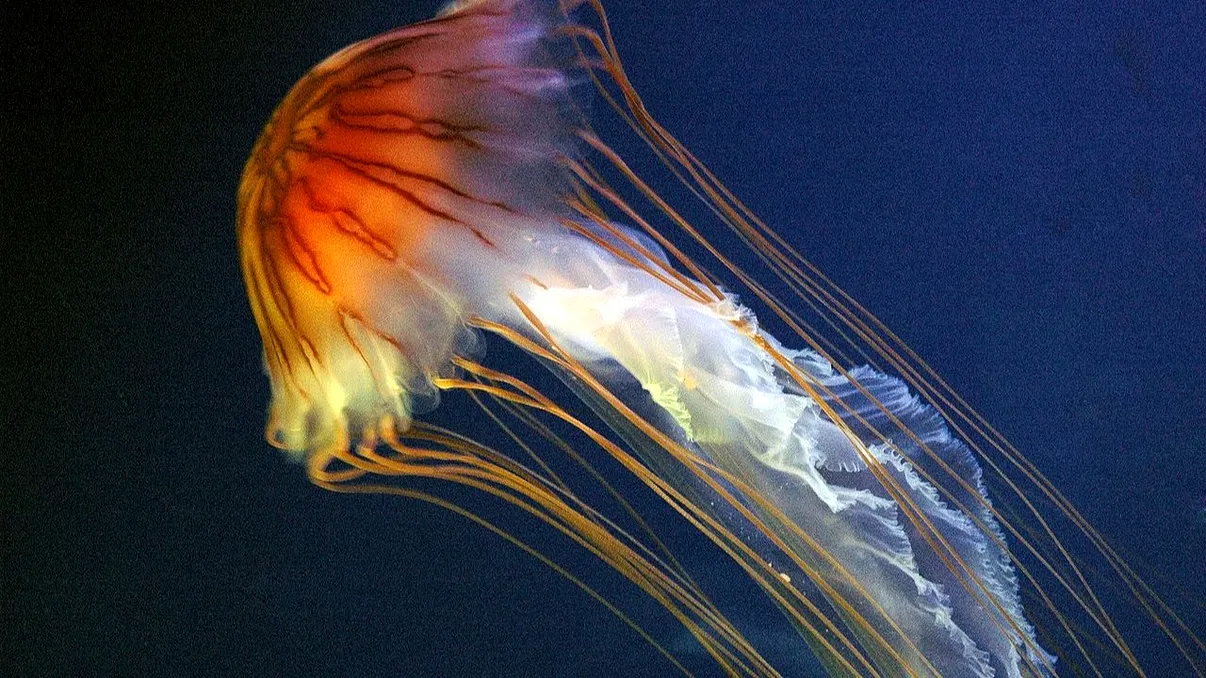 Meduzele „dorm” ca oamenii, deși nu au creier: ce au descoperit cercetătorii și de ce contează