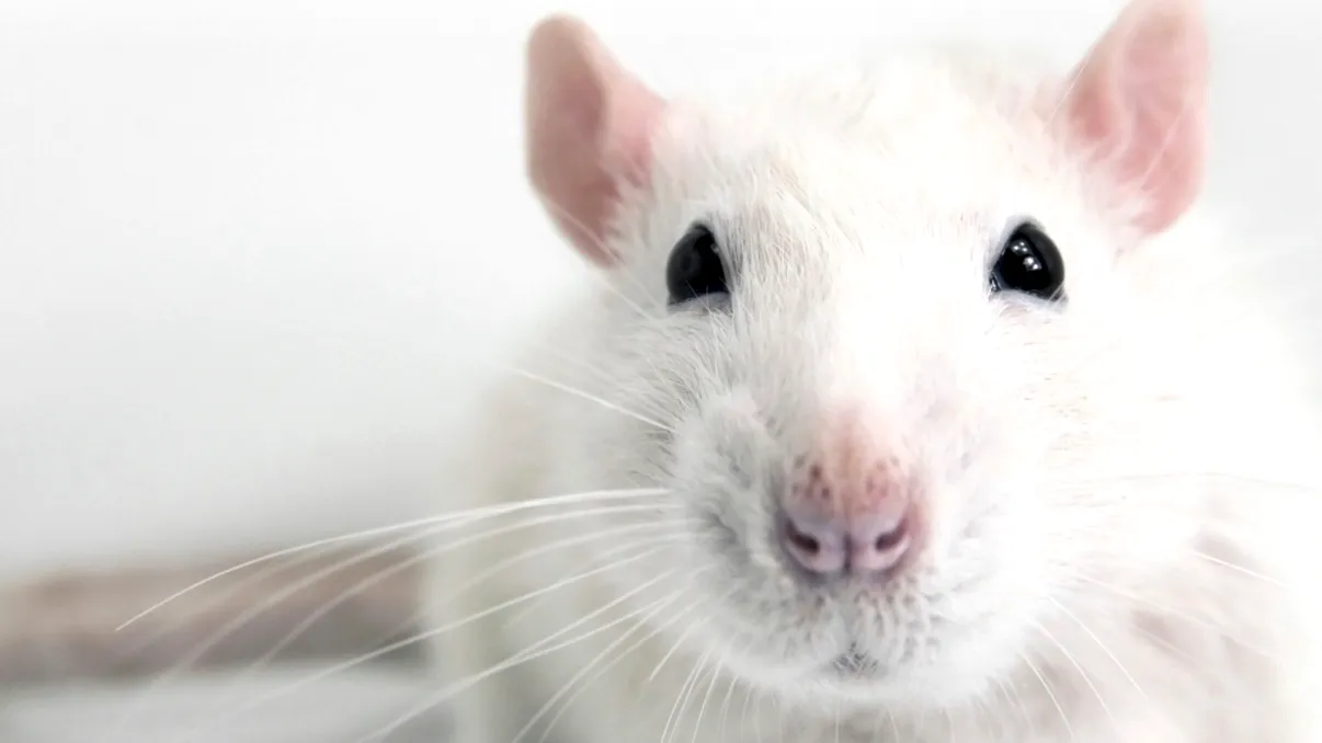 Tinerețe fără bătrânețe și viață fără de moarte? Ce au descoperit, mai nou, cercetătorii