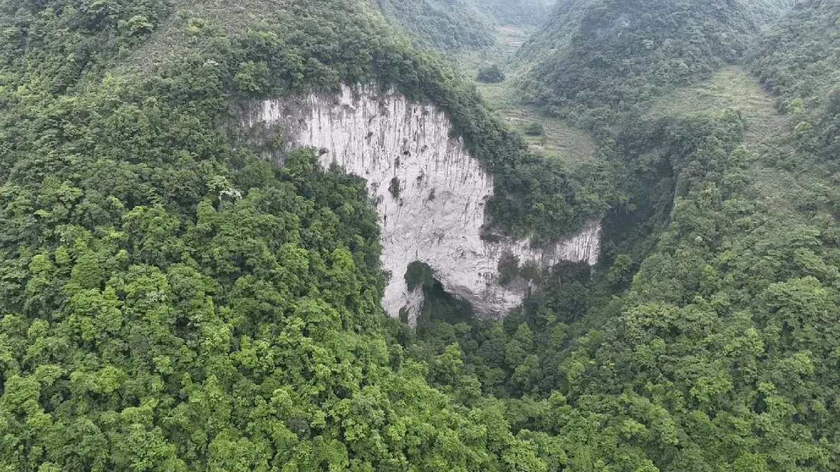 O pădure antică, descoperită în China: speciile noi pe care le adăpostește