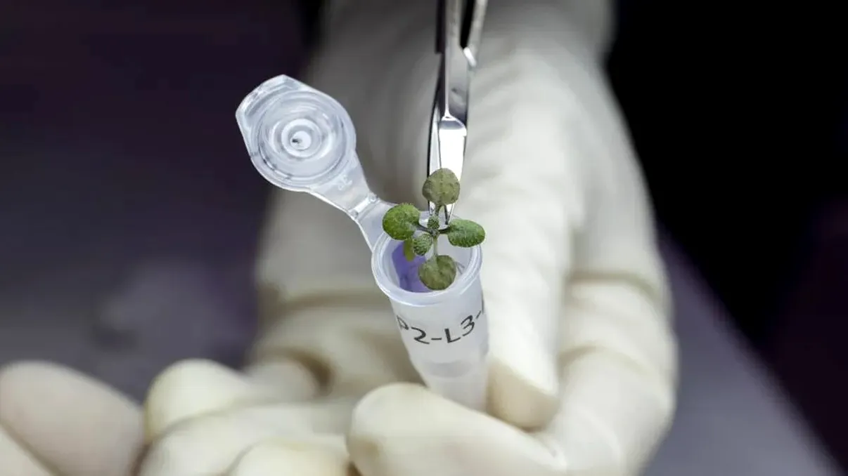 Premieră în știință: cercetătorii cresc plante în sol de pe Lună