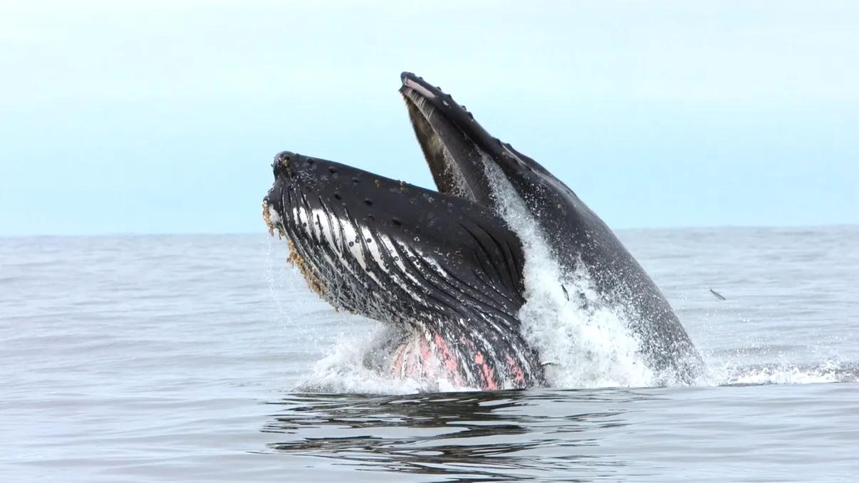 Balenele din Atlanticul de Nord sunt pe cale de dispariție: cum le ajută roboții