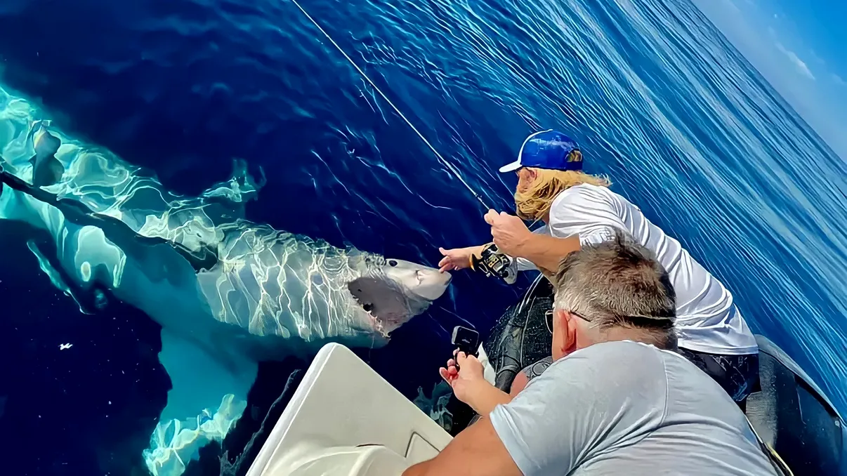 Creaturi periculoase care trăiesc în apele din Grecia, Turcia și Spania