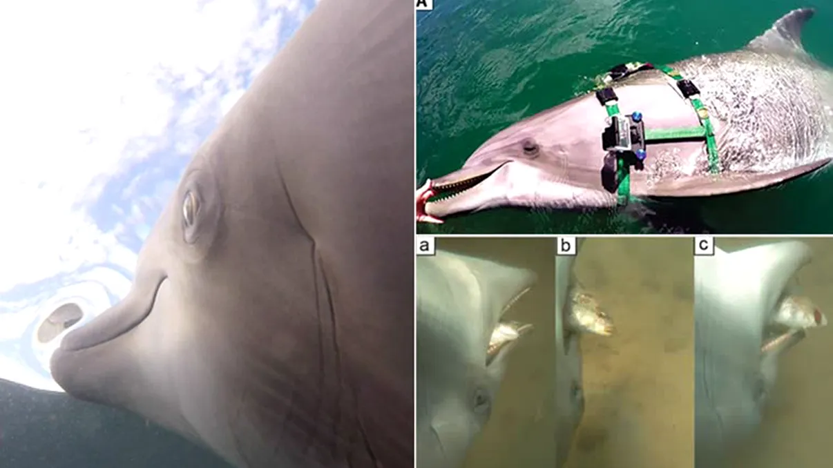Au montat o cameră de filmat pe un delfin: ce au descoperit în urma vizionării înregistrărilor
